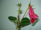 DSC03759