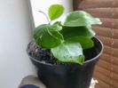 dipladenia galbena-inradacinare reusita