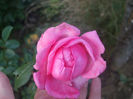 La Rose de Molinard