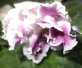 DSC00445