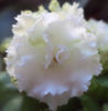 DSC00442