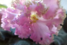 DSC00440