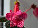 Kohleria Elise