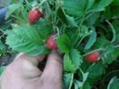 Fragute rosii 2