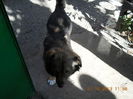 catelusul Bruno