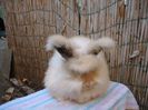 Mascul Angora Englez