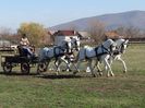 Orlov & Lipizzaner