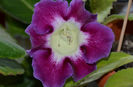 Gloxinia Wings of Dragonfly