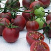 Tomate cherry negre