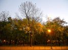 Half leafless trees