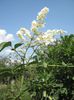 arbust ornamental-