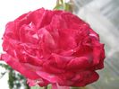 IMG_8377 - Copy