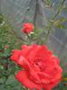 IMG_8378 - Copy