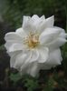 IMG_8379 - Copy