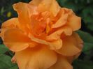 IMG_8380 - Copy