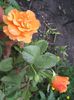 IMG_8381 - Copy