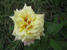 IMG_8383 - Copy