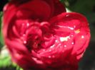 IMG_8384