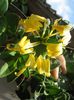 lonicera galben