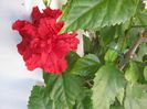 hibiscus