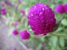 gomphrena