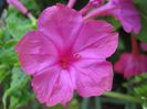mirabilis