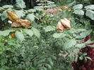 koelerutera paniculata