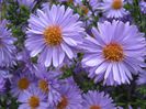 aster