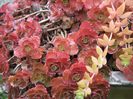 sedum