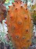 kiwano