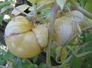 tomatillo