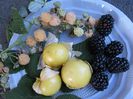 tomatillo