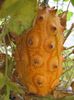 kiwano