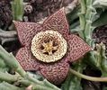 Stapelia variegata