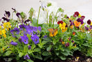 DSCN0339