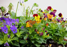 DSCN0343