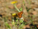 DSCN0452