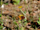 DSCN0454