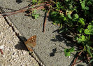 DSCN0619