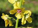 RSCN0612