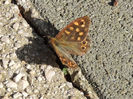 RSCN0620