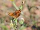 RSCN0494