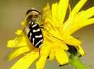 RSCN0495