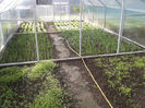....ce am plantat in 04.oct 2013