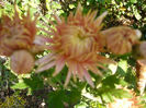 P1050288