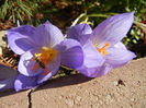 Crocus speciosus (2013, October 18)