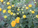 Yellow Chrysanthemum (2013, Sep.26)