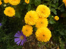 Yellow Chrysanthemum (2013, Oct.04)