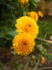 Yellow Chrysanthemum (2013, Oct.04)