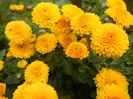 Yellow Chrysanthemum (2013, Oct.04)